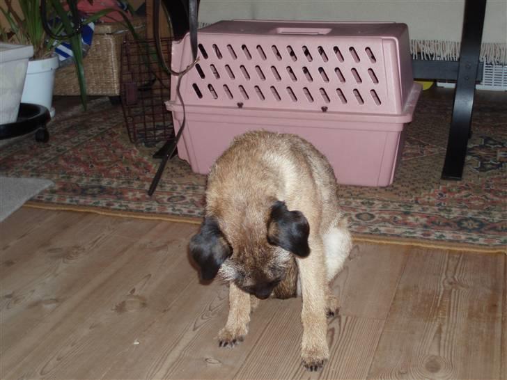 Border terrier Lykke (mors) billede 5