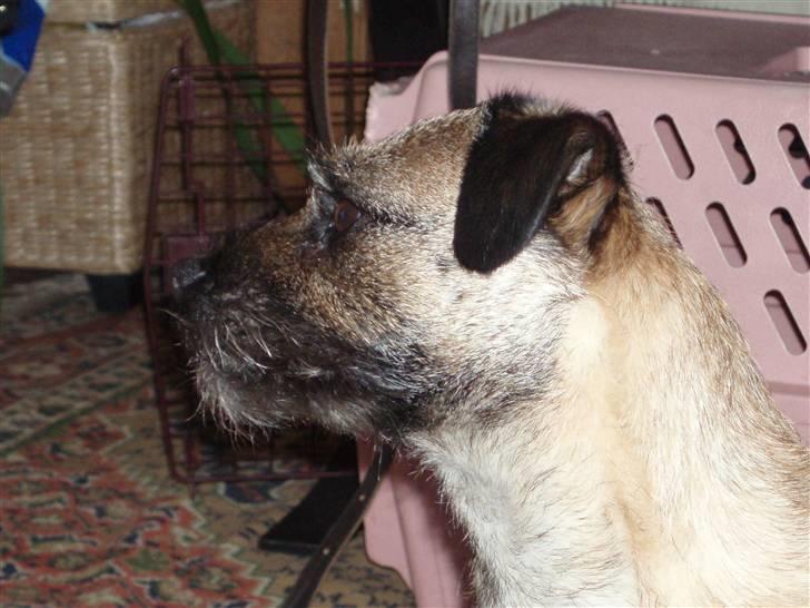 Border terrier Lykke (mors) billede 6