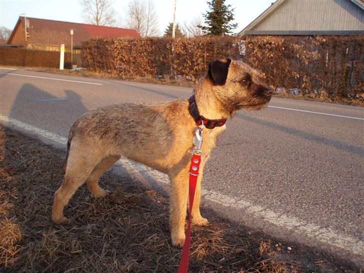 Border terrier Lykke (mors) billede 8