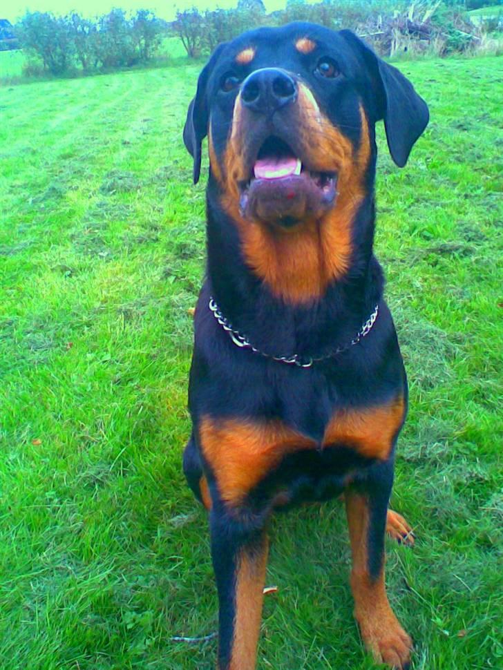 Rottweiler Chilli - nyeste billed<3 mistede hende igår den,1dec.07. jeg har aldrig haft så ondt inden i. Chili min egen, jeg vil aldrig nogen sinde komme til at glemme dig, eller den dag du døde, elsker dig så højt min elskede skat, du gjorde min dag til den bedste.<3<3 billede 1
