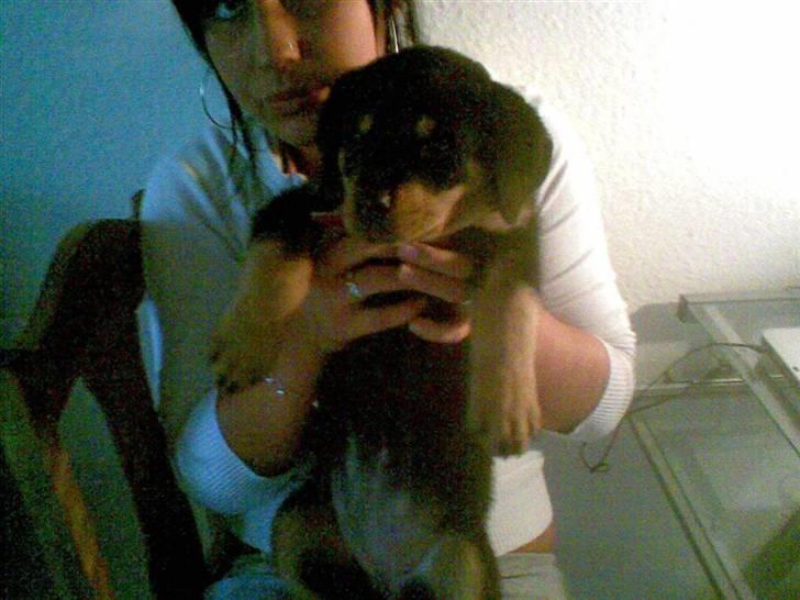 Rottweiler Chilli - du vil altid være i mit hjerte min egen, lille engel.<3 billede 2