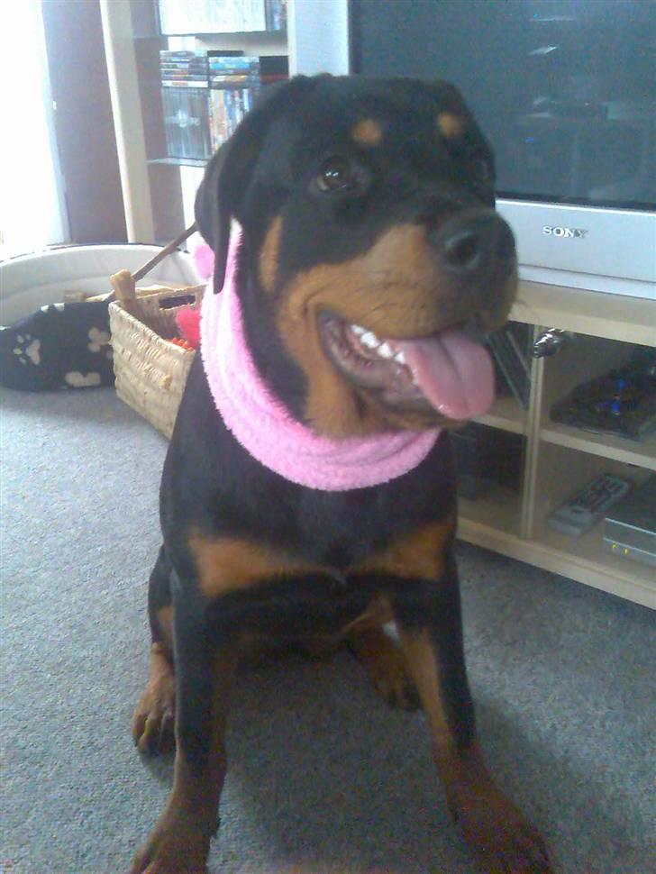 Rottweiler Chilli - HVIL I FRED MIN ELSKEDE SKATTER <333 billede 3