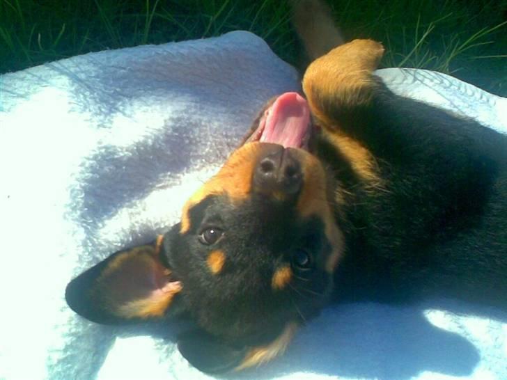 Rottweiler Chilli - ELSKER DIG OVER ALT, INGEN KAN AFSTATTE DIG. IGEN. billede 4