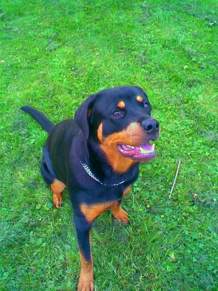 Rottweiler Chilli - DU ER MIT ET OG ALT, VIL DU ALTID VÆRE billede 5
