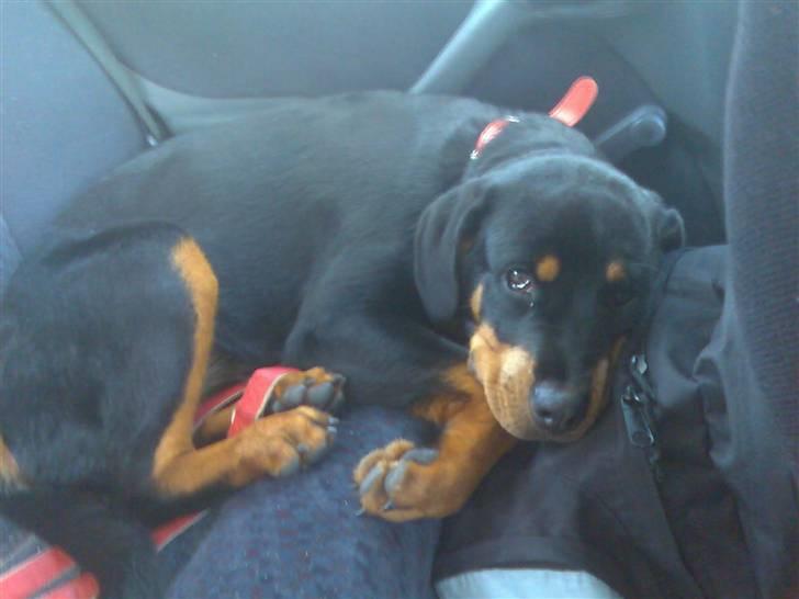 Rottweiler Chilli - DU ER SÅ DEJLIG MIN SKAT, CHILI DU KUNNE HA VÆRET VED MIG I LANG TID ENDNU, SNØFFT billede 6