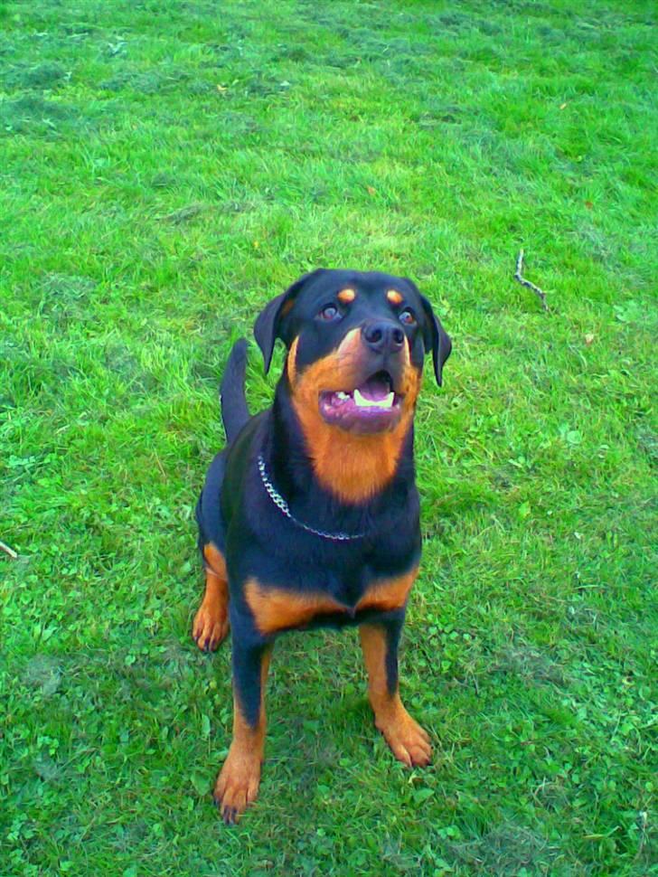Rottweiler Chilli - INGEN ER SOM HENDE HER. billede 7