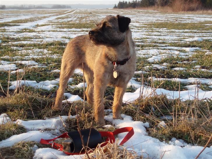 Border terrier Lykke (mors) billede 11