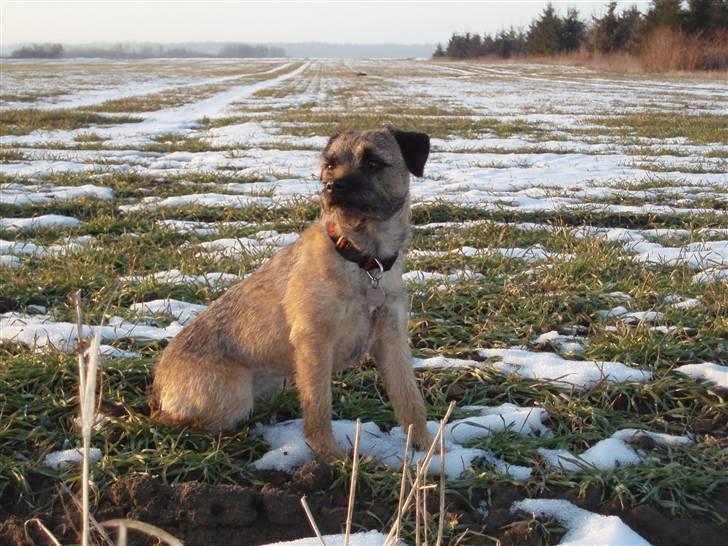 Border terrier Lykke (mors) billede 12