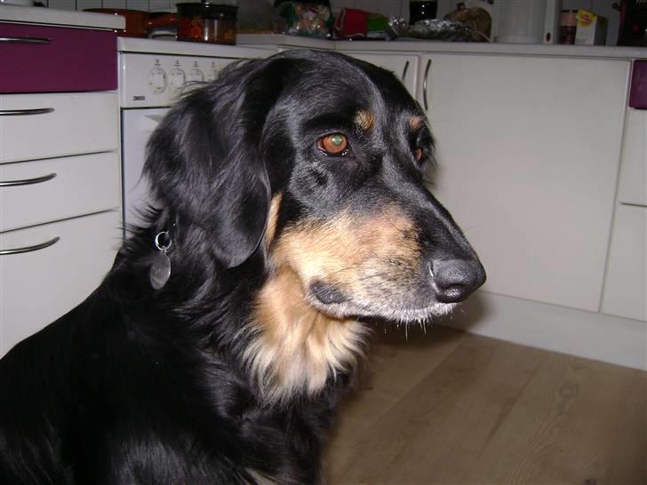 Hovawart X-it billede 9