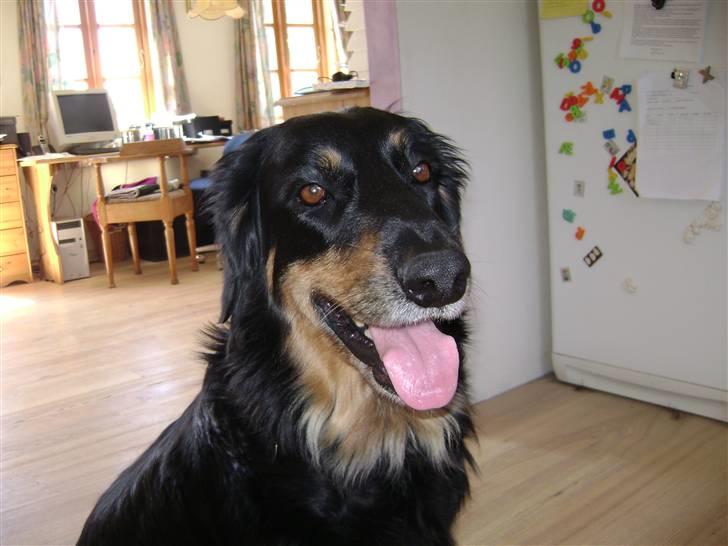 Hovawart X-it billede 10