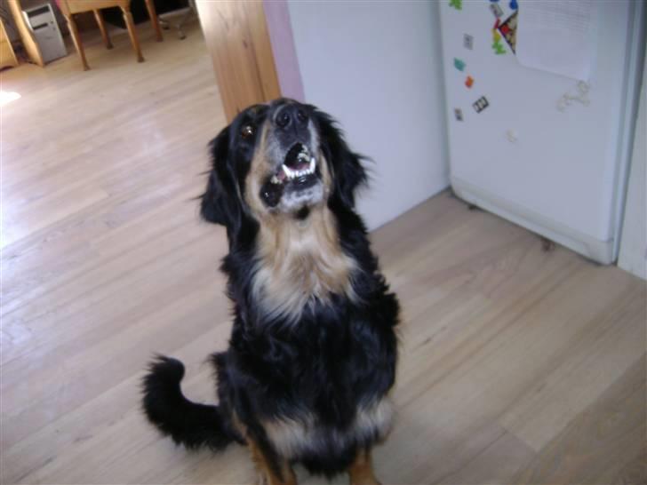 Hovawart X-it billede 11