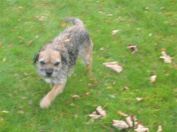 Border terrier Molly billede 7