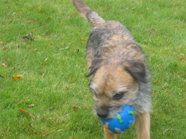 Border terrier Molly billede 8