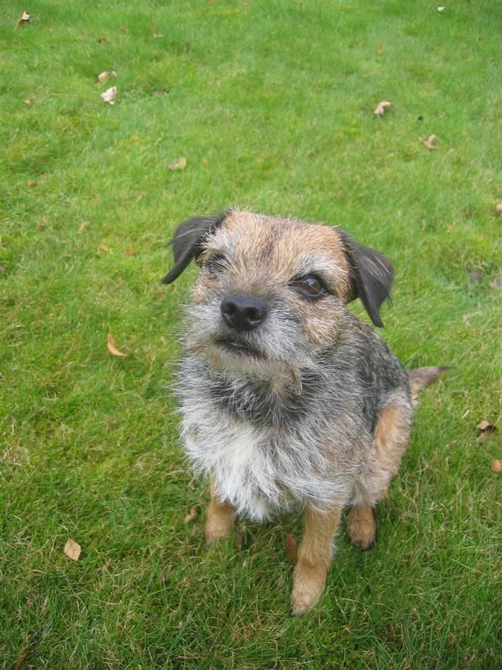 Border terrier Molly billede 9