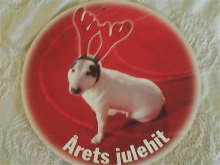 Bullterrier miniature Machon's Gogo Babe R.I.P  - Fotomodel for fona:) billede 16