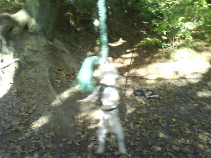 Bullterrier miniature Machon's Gogo Babe R.I.P  - Babe elsker a gynge;) billede 17