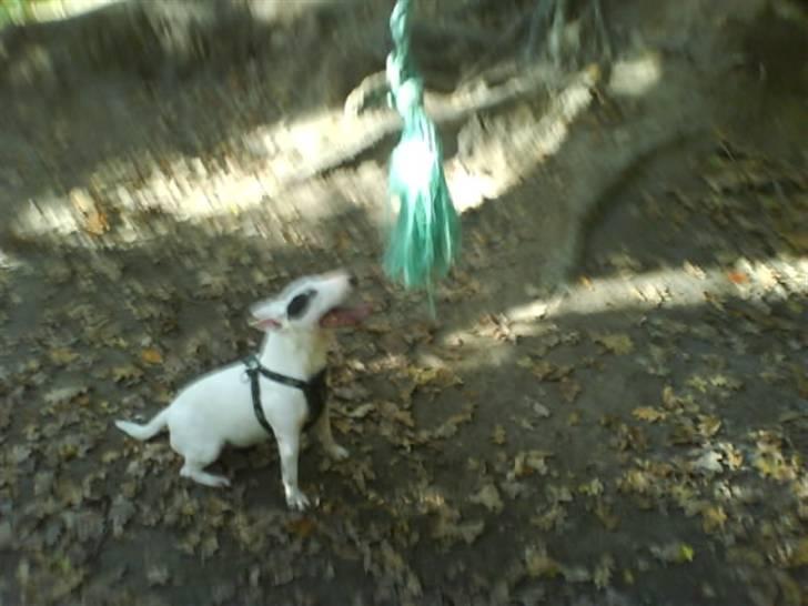 Bullterrier miniature Machon's Gogo Babe R.I.P  billede 18