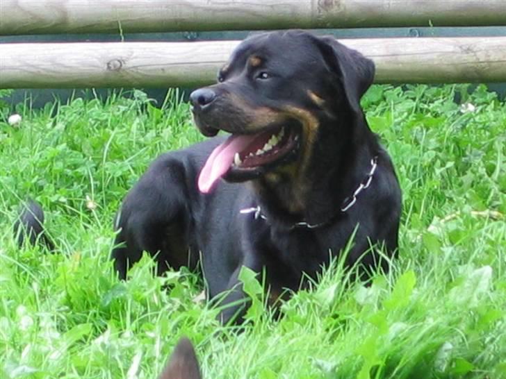 Rottweiler Nikki  *R.I.P.* billede 8