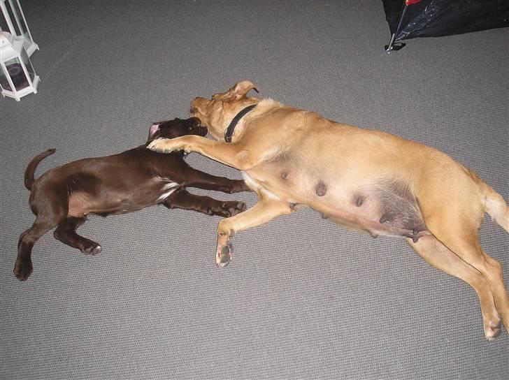 Blanding af racer joppe <33 billede 11