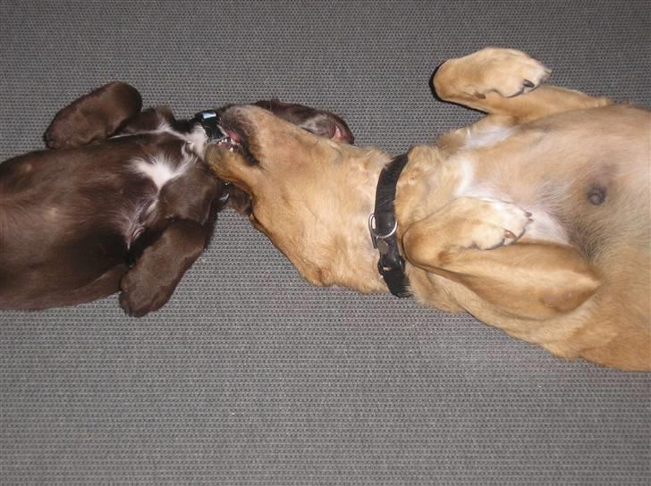 Blanding af racer joppe <33 billede 12