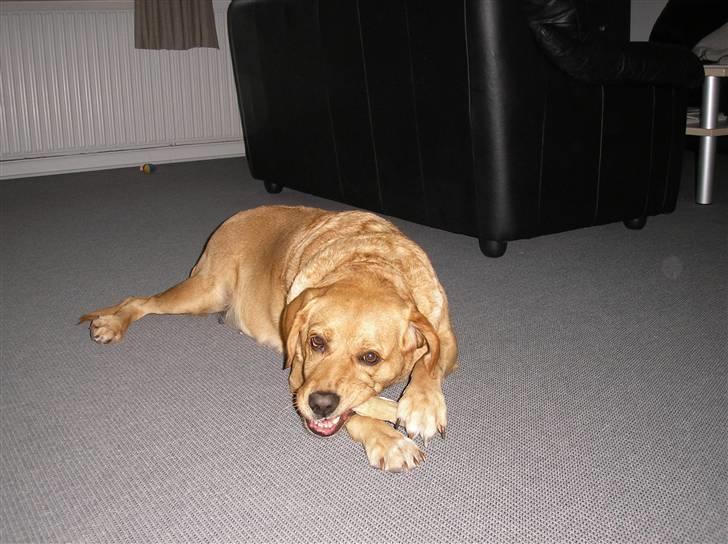 Blanding af racer joppe <33 billede 13