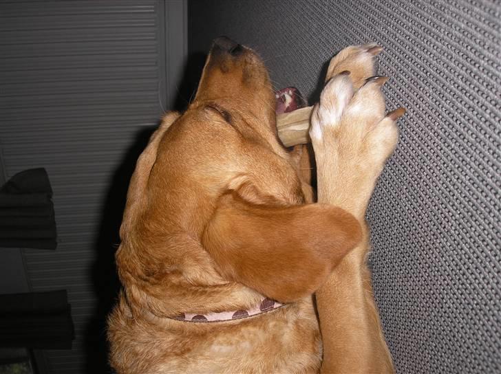 Blanding af racer joppe <33 billede 14