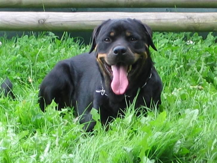 Rottweiler Nikki  *R.I.P.* billede 9