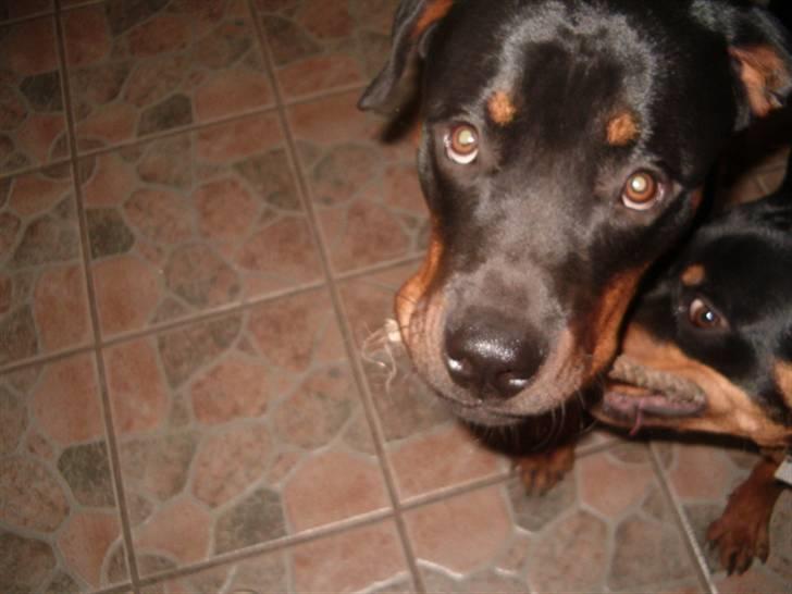 Rottweiler Rox *Solgt*  - Få hende til at stoppe moar gør..  billede 5