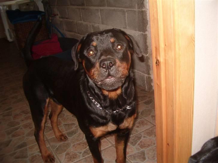 Rottweiler Rox *Solgt*  - Smiil billede 6