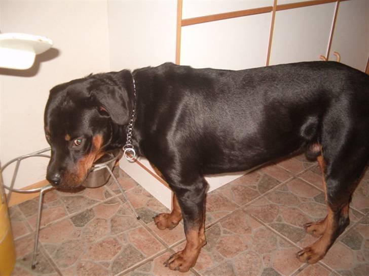 Rottweiler Rox *Solgt*  - ´ vi lister os afsted på tå´ billede 7