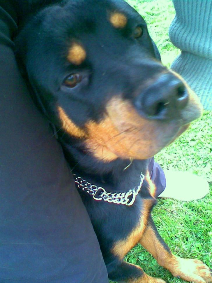 Rottweiler Chilli - DU ER SÅ GUDE SMUK SKATTER. billede 8
