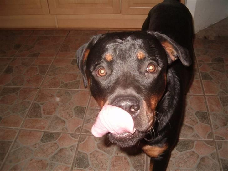 Rottweiler Rox *Solgt*  - Kom mor, du skal have en slasker billede 8