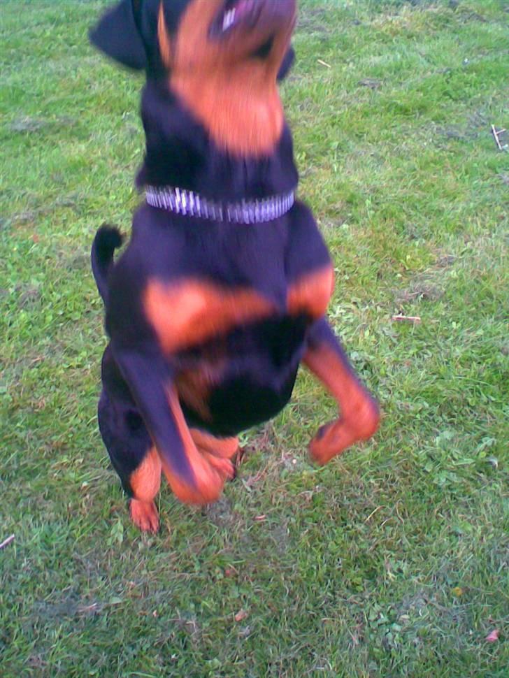 Rottweiler Chilli - så er jeg klar til at lege! billede 9