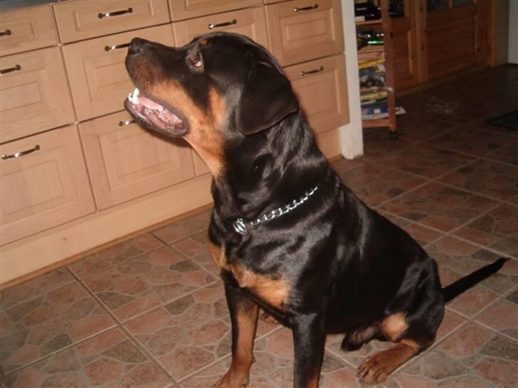 Rottweiler Rox *Solgt*  - Jeg sidder utroooligt pænt.. billede 9