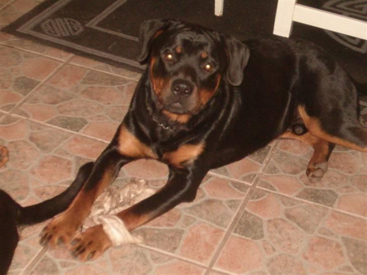 Rottweiler Rox *Solgt*  billede 10