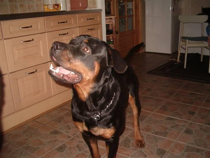 Rottweiler Rox *Solgt*  - Logre logre se mig nu jeg er så sød billede 11