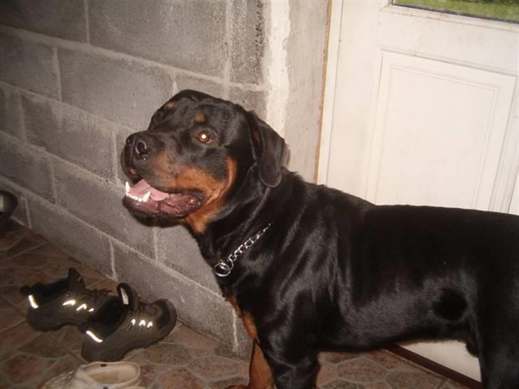 Rottweiler Rox *Solgt*  - vil du med ud? billede 12