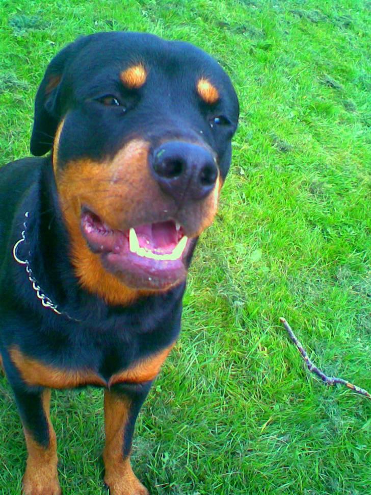 Rottweiler Chilli - DU ER OG VIL ALTID VÆRE EN DEL AF MIG. EVIGT billede 10