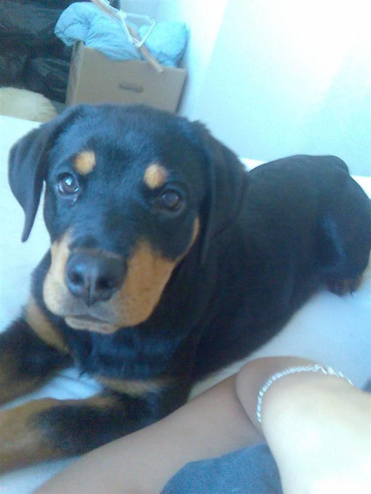 Rottweiler Chilli - DU ER OG VIL ALTID VÆRE EN DEL AF MIG. EVIGT billede 11