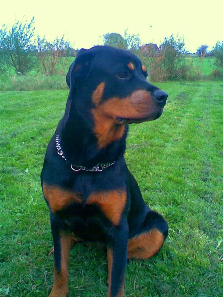 Rottweiler Chilli - DU ER OG VIL ALTID VÆRE EN DEL AF MIG. EVIGT billede 12
