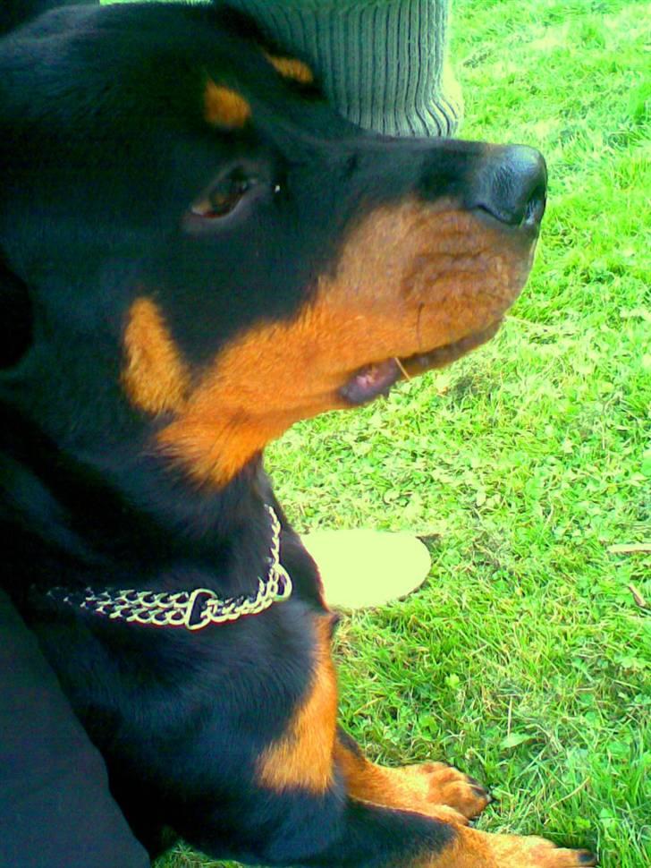 Rottweiler Chilli - DU ER OG VIL ALTID VÆRE EN DEL AF MIG. EVIGT billede 13