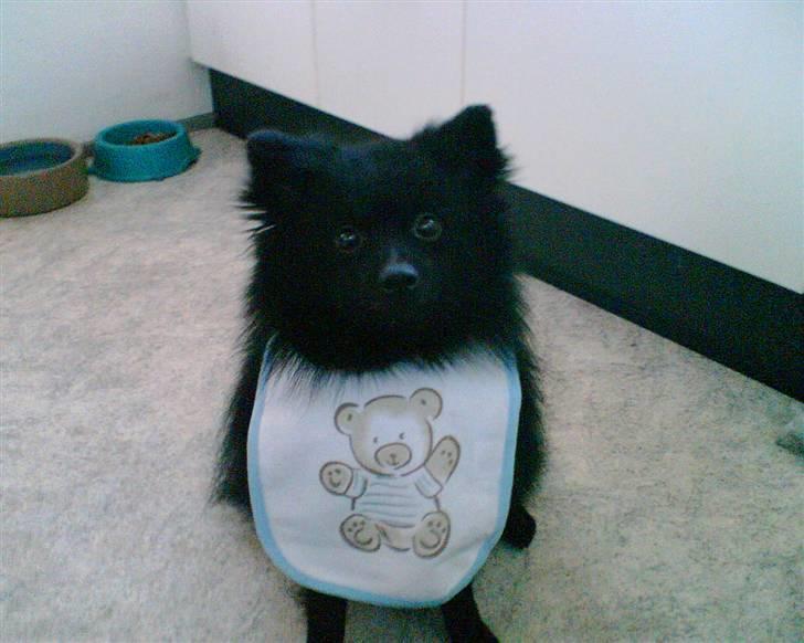 Pomeranian Terkel R.I.P - Har lige lånt Henriette´s smæk, som hun bruger når vi er ude til stævner med marius  billede 15