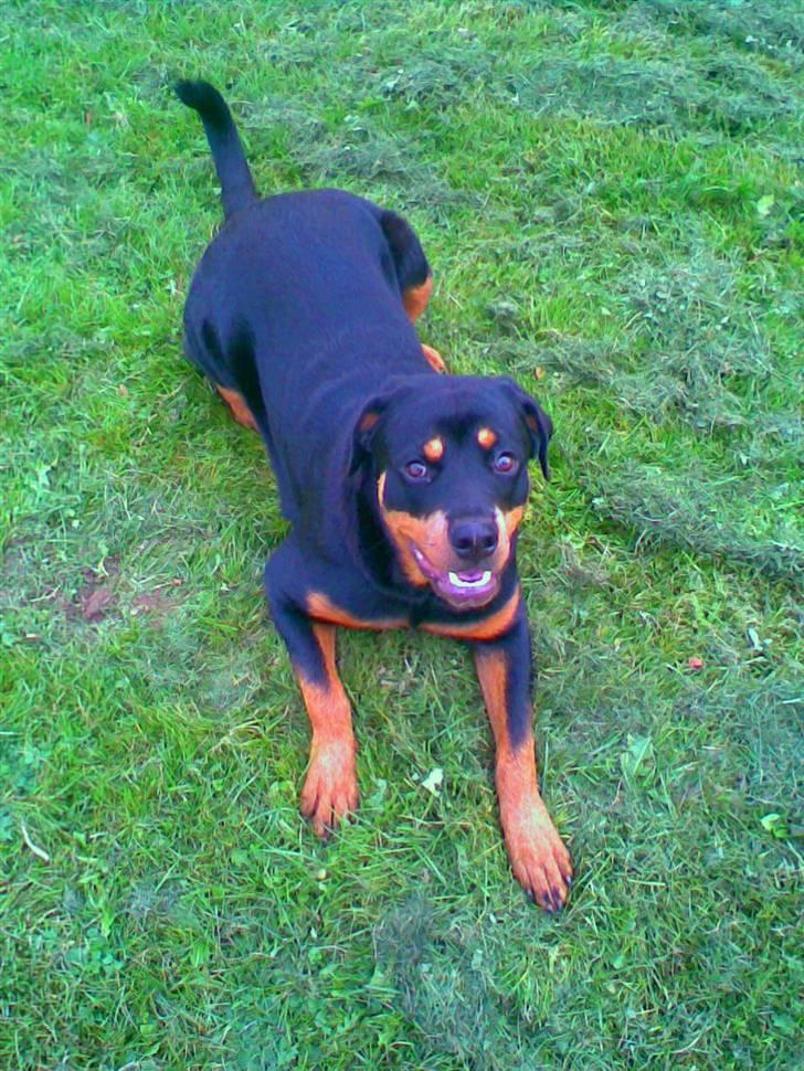 Rottweiler Chilli - DU ER OG VIL ALTID VÆRE EN DEL AF MIG. EVIGT billede 14