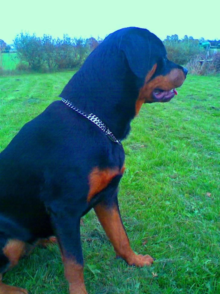 Rottweiler Chilli - DU ER OG VIL ALTID VÆRE EN DEL AF MIG. EVIGT billede 15
