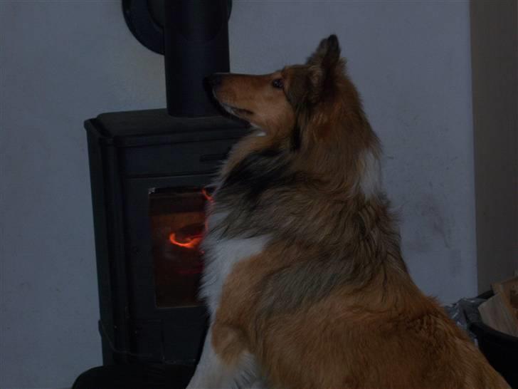 Collie langhåret kira billede 7