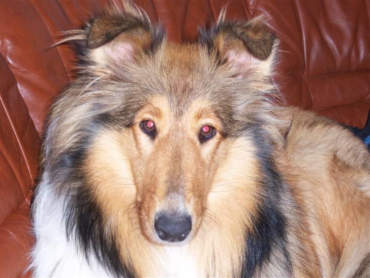 Collie langhåret kira billede 8