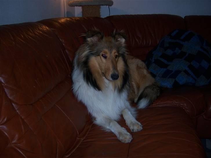 Collie langhåret kira - sofaen er den bedste plads billede 9