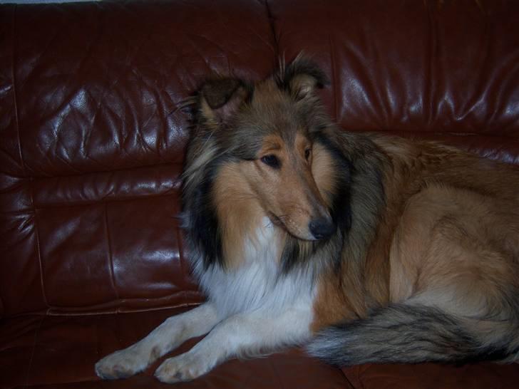 Collie langhåret kira - der er stadig  ikke noget bedre billede 10