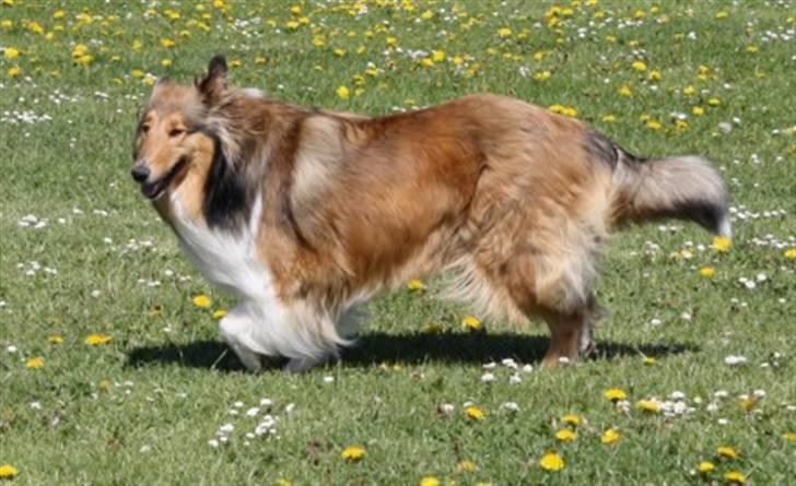 Collie langhåret kira billede 11