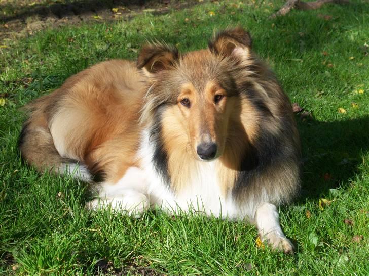 Collie langhåret kira - jeg ligger lige og nyder solen billede 12